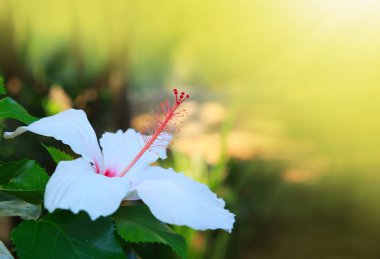 Beyaz Hibiscus çiçek yeşil arka plan üzerinde izole.