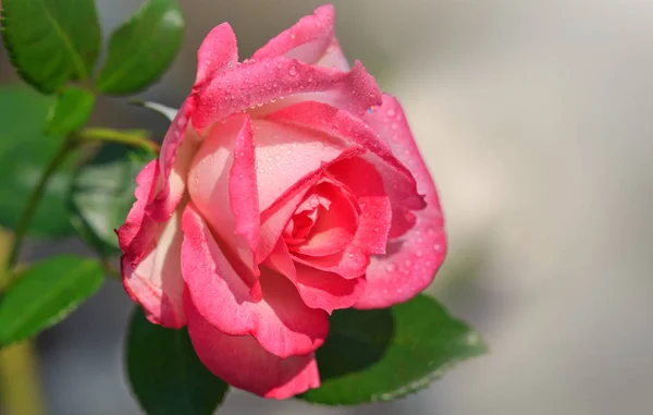Rosa ros isolerade på grå. — Stockfoto