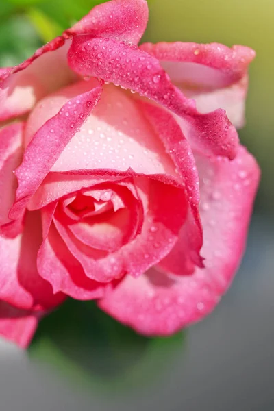 Rosa rosa isolata su grigio . — Foto Stock