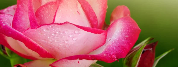 Розовая белая роза Ностальгия крупным планом . — стоковое фото