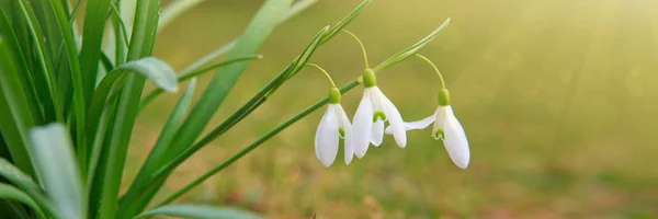 Bianco bucaneve fiori sfondo . — Foto Stock