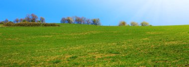 Bahar alan çim ve mavi gökyüzü ve gün ışığı ile çiçekli ağaçlar.