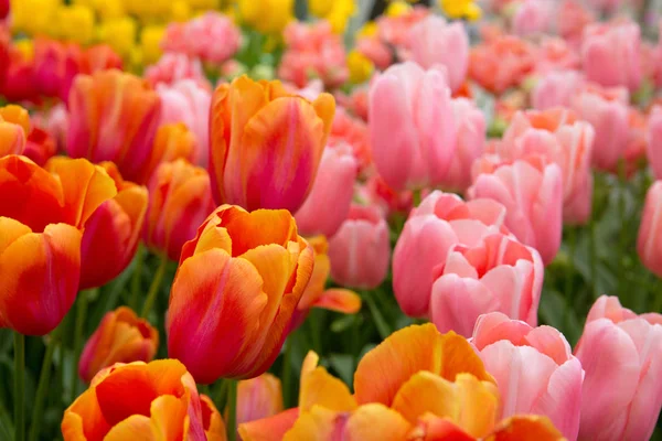 Цветные тюльпаны. — стоковое фото