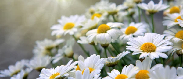 Vita prästkragar blommor i ljusa solljus. — Stockfoto