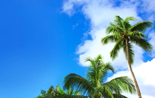 Palmeras y fondo azul del cielo. — Foto de Stock