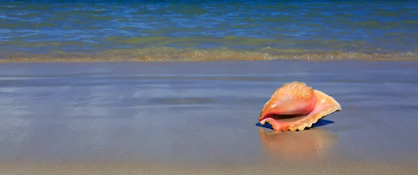 Coquille de mer sur la plage tropicale . — Photo