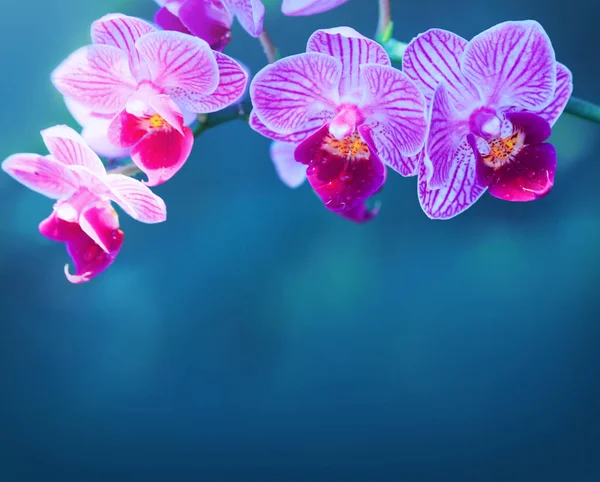 Fleurs d'orchidée rose isolées . — Photo