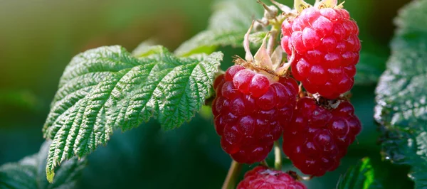 Raspberries on a branch close up. — Stock Photo, Image