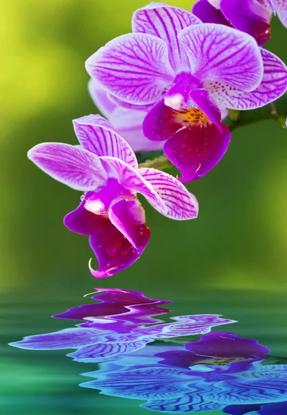 Closeup of a pink orchid and water reflection. — Stock Photo, Image