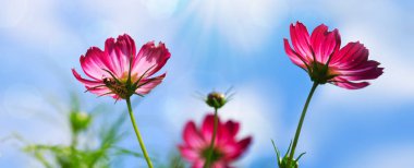 Mavi gökyüzü izole pembe cosmos çiçekler.