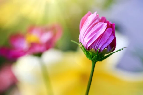 Pink cosmos flower background. — Stock Photo, Image