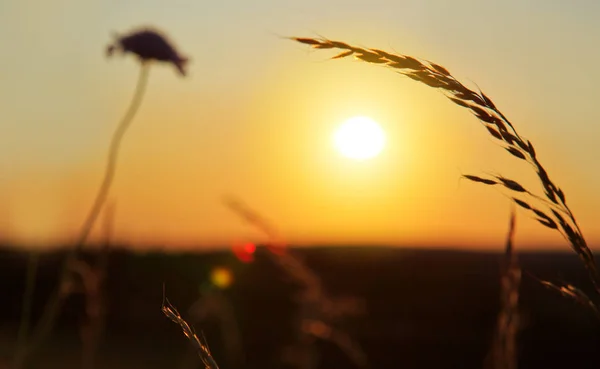 Grama selvagem na natureza em um fundo de pôr do sol . — Fotografia de Stock