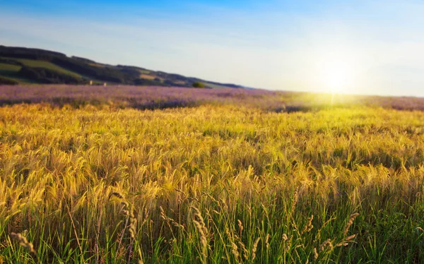 Campo de trigo em um fundo por do sol . — Fotografia de Stock