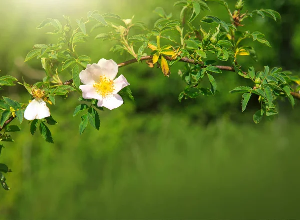 Białego Dzika róża na zielonym tle. — Zdjęcie stockowe
