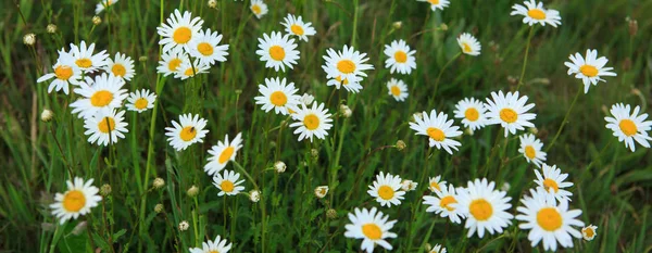 Gänseblümchenfeld im sonnigen Sommertag. — Stockfoto