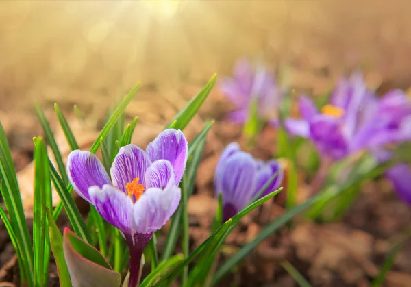 Osterkarte. violette Krokusse und Sonnenlicht. — Stockfoto