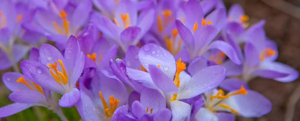 Crochi viola nel giardino primaverile.Carta pasquale . — Foto Stock