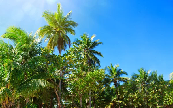 Palmera de coco en el cielo azul y la luz solar . — Foto de Stock