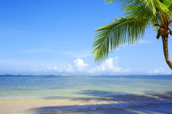 Rama de palmeras y playa tropical en el mar Caribe como fondo . —  Fotos de Stock