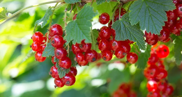 Reife rote Johannisbeeren in Nahaufnahme als Hintergrund. — Stockfoto