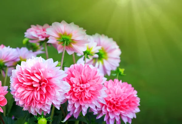 Pink dahlia flowers isolated. — Stock Photo, Image