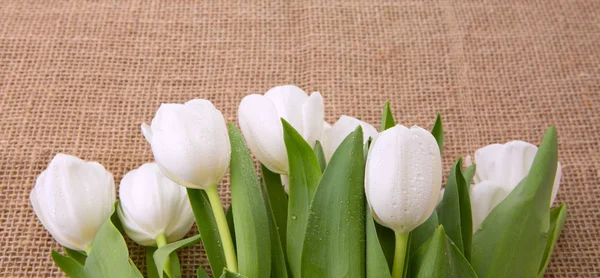 Весна білі тюльпани  . — стокове фото