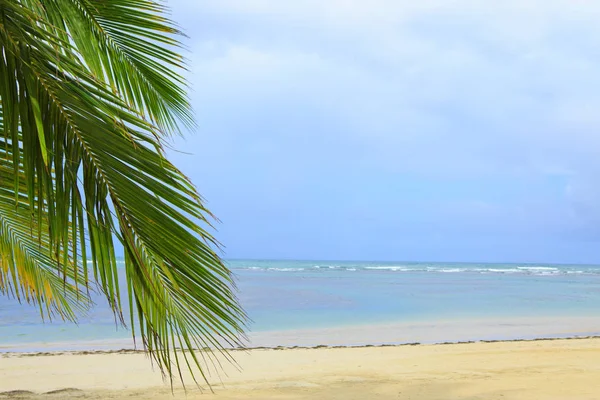 Karibik Meer und Palmblätter. Hintergrund der Reise. — Stockfoto