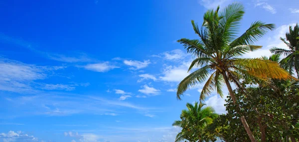 Mer des Caraïbes et fond de palmiers . — Photo