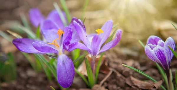 Easter card. Purple crocuses and sunlight. — Stock Photo, Image