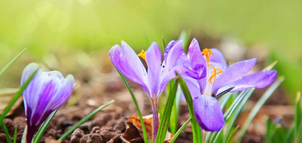 Purple crocuses in spring garden.Easter card. — Stock Photo, Image