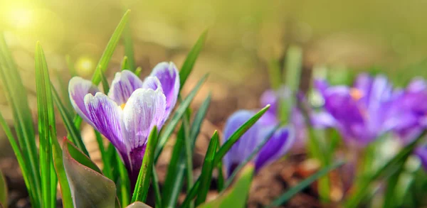 Purple crocuses in spring garden.Easter card. — Stock Photo, Image