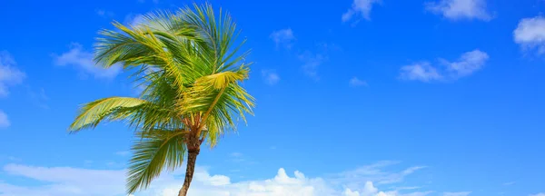 Palmboom en blauwe hemelachtergrond. — Stockfoto