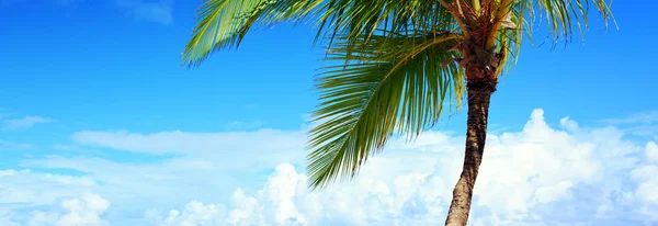 Palmboom en blauwe hemelachtergrond. — Stockfoto