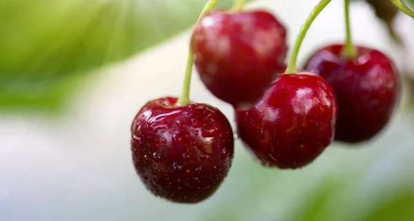 Cherry egy fa ága közelről. — Stock Fotó