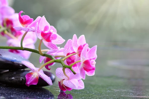 Svart spa stones och pink orchid blommor. Spa bakgrund. — Stockfoto