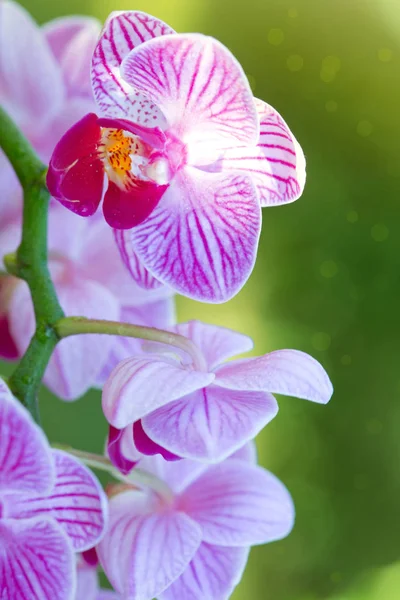 Flores de orquídea rosa. — Fotografia de Stock