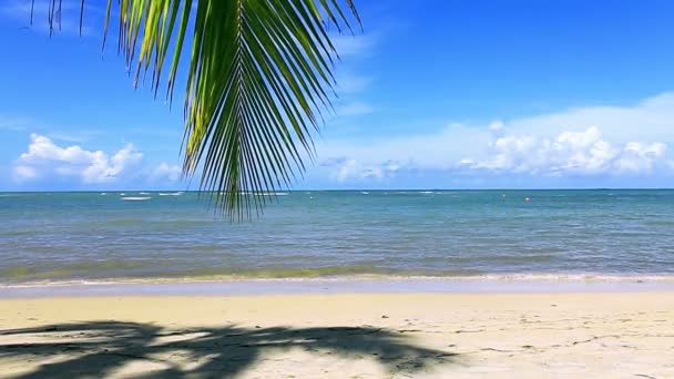 Mar Caribe y hojas de palmera  . — Vídeos de Stock