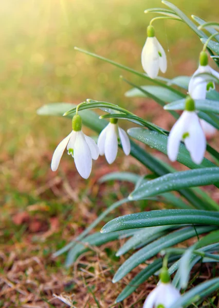 Fiori di bucaneve e sole . — Foto Stock