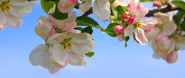 Mavi gökyüzü arka planında elma ağacı dalı izole edildi.