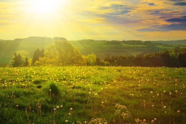 Puesta de sol de primavera sobre el campo verde . — Foto de Stock