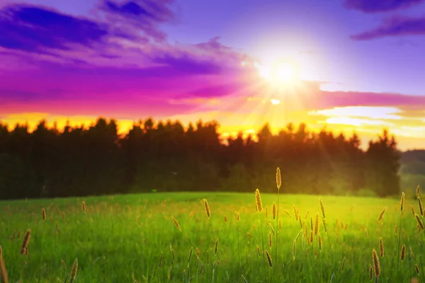 Frühlingssonnenuntergang über dem grünen Feld. — Stockfoto