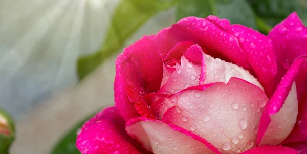 Macro de una rosa rosa blanca . —  Fotos de Stock