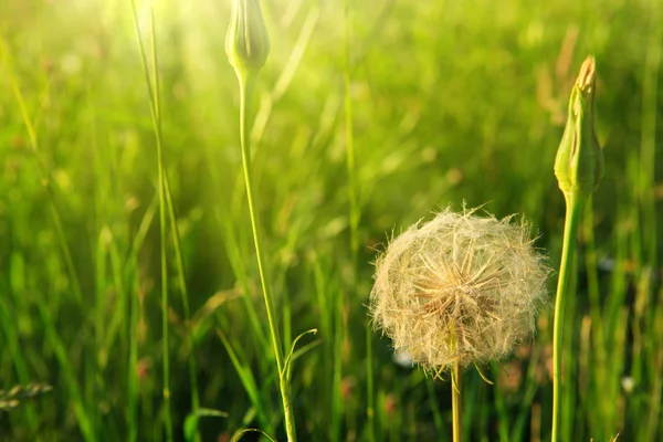 Spring flowers dandelions in green grass. — Stock Photo, Image