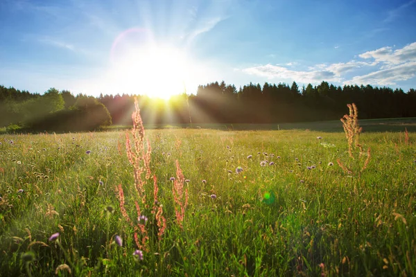 Sonnenuntergang auf Sommerfeld und Bäumen. Stockbild