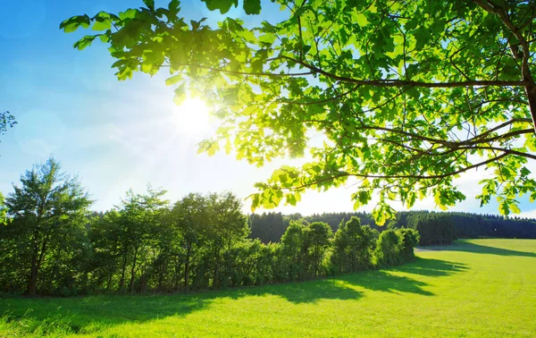 绿色的树枝和阳光照耀着树. — 图库照片