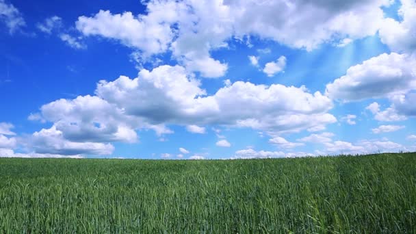 Champ d'orge verte et ciel .