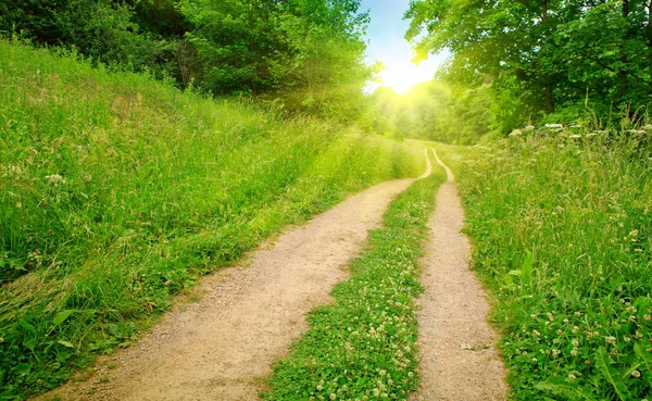 Road and green meadow. — Stock Photo, Image