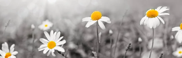 Madeliefjebloemen in het zonnige zomerdag. — Stockfoto