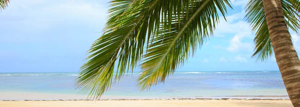 Palmera en playa tropical blanca. Fondo de viaje . —  Fotos de Stock