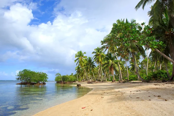 白色热带海滩上的棕榈树. — 图库照片